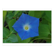 LIGHT BLUE MORNING GLORY POSTCARDS