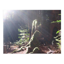 Light in the Forest Post Card