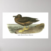 Light-mantled Sooty Albatross, John Audubon Print
