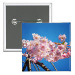 Light Pink Cherry Blossoms On A Branch