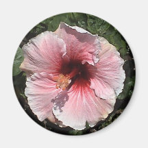 Light pink hibiscus Magnet