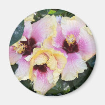 light pink hibiscus refrigerator magnets