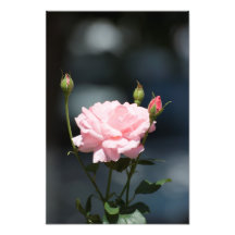 Like a rose photographic print