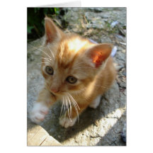 Lil' Red Kitten Greeting Card