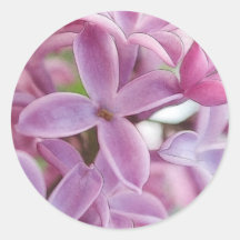 Lilac Bloom In Early Spring Round Stickers