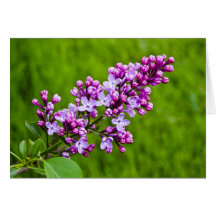 Lilac Card