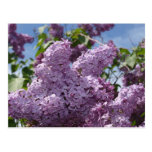 Lilac cluster postcard