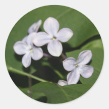 Lilac Flowers Sticker