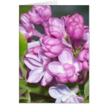Lilac greeting card