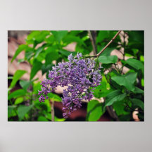 Lilac Print