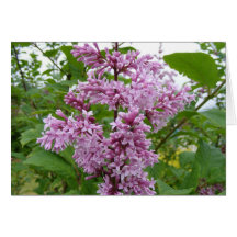 Lilacs Blooming Card