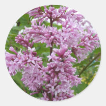 Lilacs Blooming Sticker