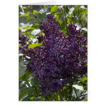 Lilacs - Card