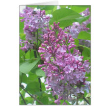 Lilacs Cards