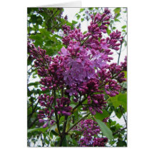 "Lilacs chez moi" Greeting Cards