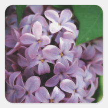 Lilacs in bloom sticker