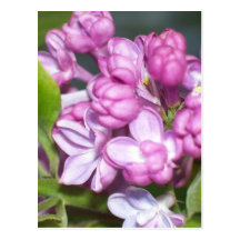 Lilacs in Oregon Postcards