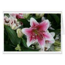 Lilies Cards