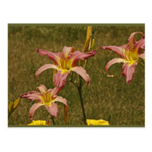 Lilies Post Card