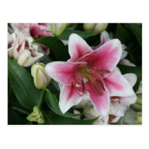 Lilies Post Cards