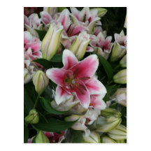 Lilies Post Cards