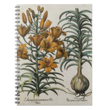 Lilium purpureum mauis Do danei and Scapus cum bul Journal