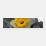 Lilly Bumper Stickers