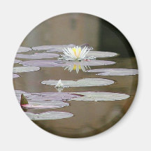 Lilly Lillies Ponds Lillypads Magnets