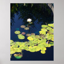 Lilly Pond - Mark Patrick Digital Art Print