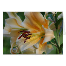 Lily Blossoms Greeting Cards