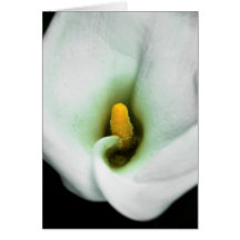 Lily Card