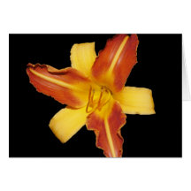 Lily Cards