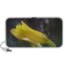 Lily Doodle Speaker
