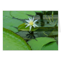 Lily Flower Lotus in Bloom Greeting Card