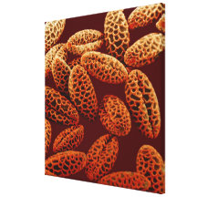 Lily Gallery Wrap Canvas