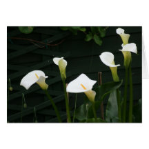 Lily Greeting Cards