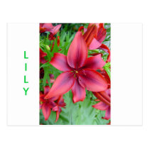 Lily - Iridescent Red (Luke 12:15) postcards
