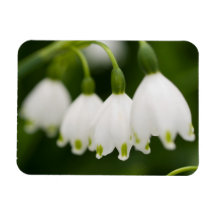 Lily of the Valley  Premium Magnet