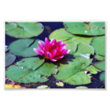 Lily on pond. art photo