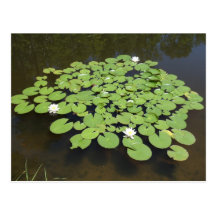 Lily Pads on the Pond - Postcard
