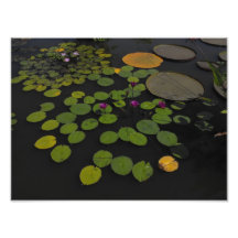 Lily Pads Photograph