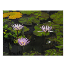 Lily Pads Photographic Print