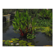 Lily Pads Photographic Print