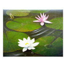Lily Pond Photo