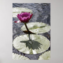 Lilypad and Flower Poster