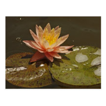 Lilypad and Lilyflower Postcard