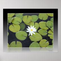 Lilypad white flower poster