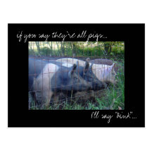 'Line of Pigs' photo postcard