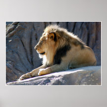 lion 20x30 print