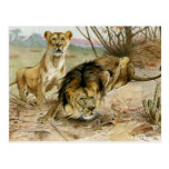 Lion and Lioness Post Card